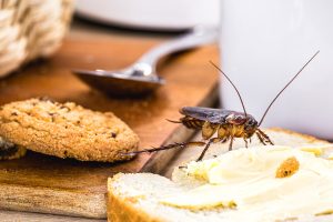 The Impact of Food Trends on Pest Infestation Risks: What to Consider