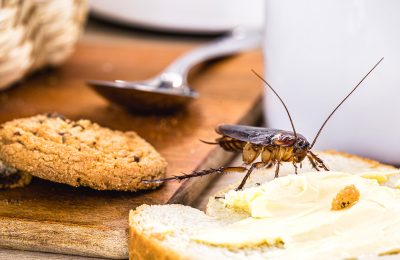 The Impact of Food Trends on Pest Infestation Risks: What to Consider