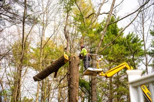 WHAT HAPPENS DURING TREE FELLING?