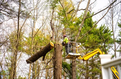 WHAT HAPPENS DURING TREE FELLING?