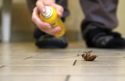 The Risks of DIY Pest Control: Why It’s Best to Leave Pest Control to the Experts